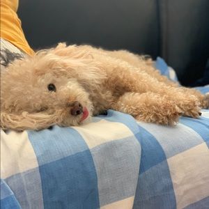 Meet your Posher, Lindsay